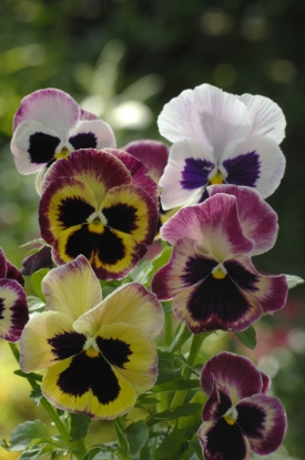 Picture of Pansy - Summer Berries